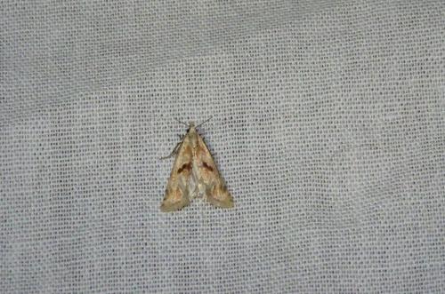Cochylimorpha sp.