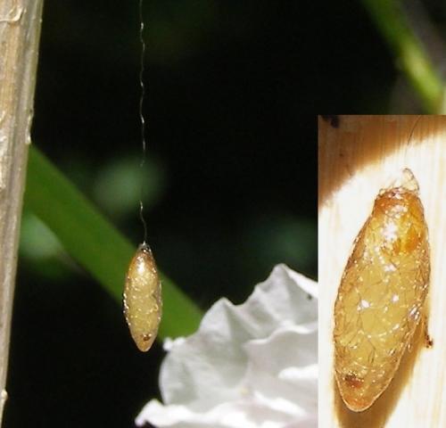 Meteorus sp.