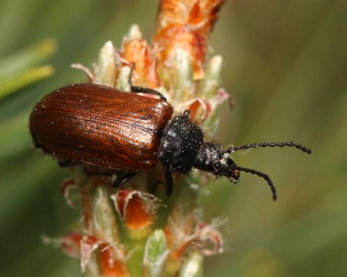 Omophlus pubescens