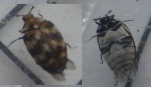 Anthrenus sp.