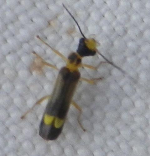 Réf. 122 924 : Malthinus flaveolus