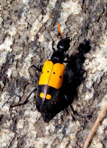 Hycleus sp.