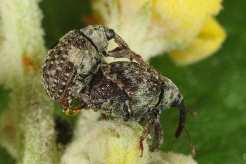 Réf. 122 787 : Cionus thapsus