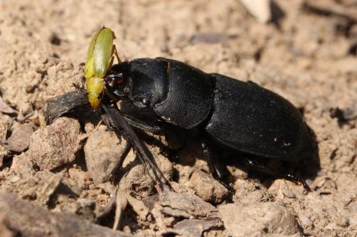 Cteniopus sulphureus