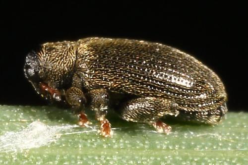 Réf. 122 181 : Orchestes fagi
