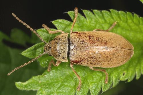 Dascillus cervinus