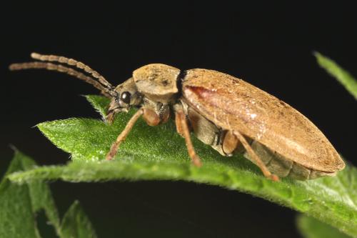 Dascillus cervinus