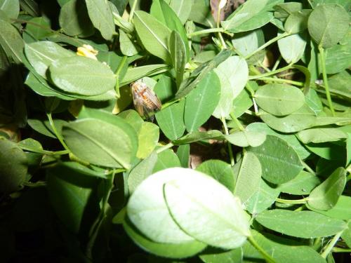 Aspisoma sp.