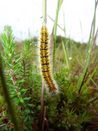 Réf. 122 468 : Lasiocampa trifolii