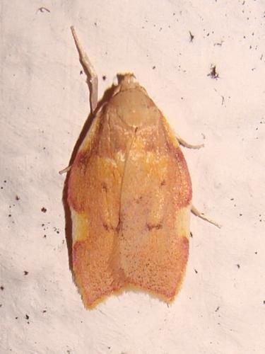 Réf. 122 964 : Carcina quercana