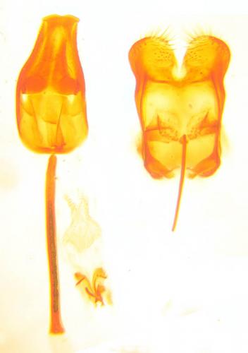 Réf. 122 976 : Sagittogethes obscurus