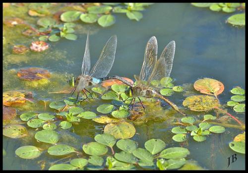 Anax parthenope