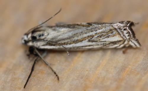 Réf. 122 348 : Crambus lathoniellus