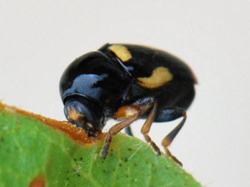 Réf. 122 360 : Cryptocephalus crassus
