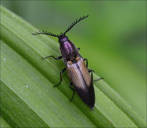 Ctenicera cuprea