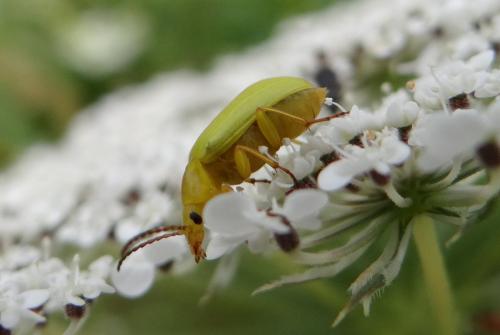 Cteniopus sulphureus
