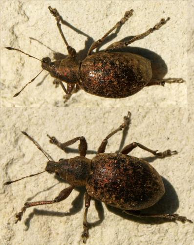 Liophloeus tessulatus
