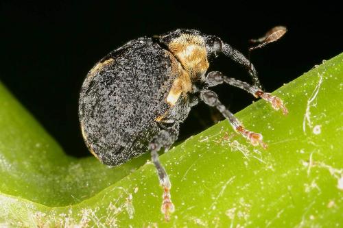 Cionus tuberculosus