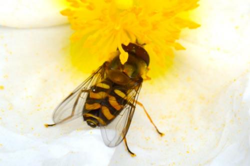 Réf. 122 225 : Lapposyrphus lapponicus