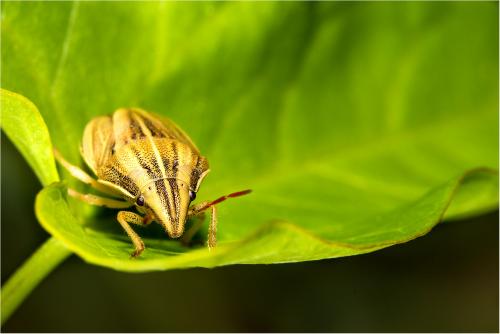 Réf. 122 266 : Aelia acuminata