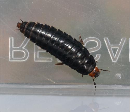 Réf. 122 601 : Dendroxena quadrimaculata