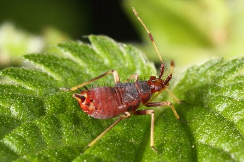 Réf. 122 075 : Deraeocoris ruber