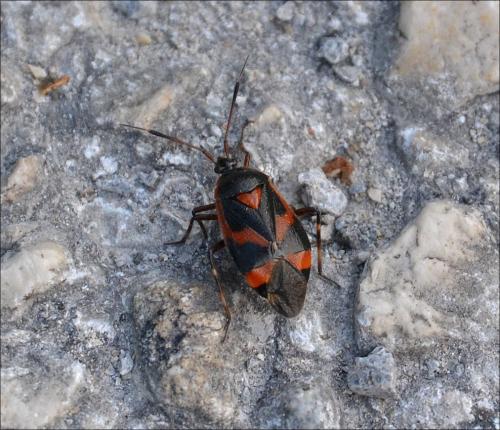 Réf. 122 290 : Deraeocoris trifasciatus