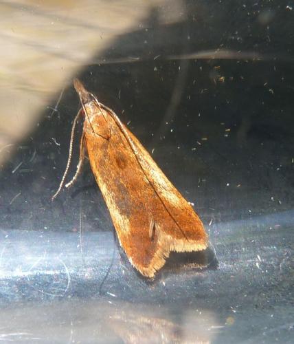 Dichomeris ustalella