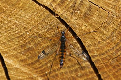 Dictenidia bimaculata