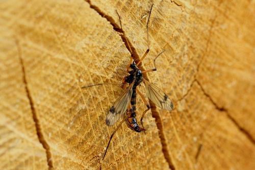 Dictenidia bimaculata