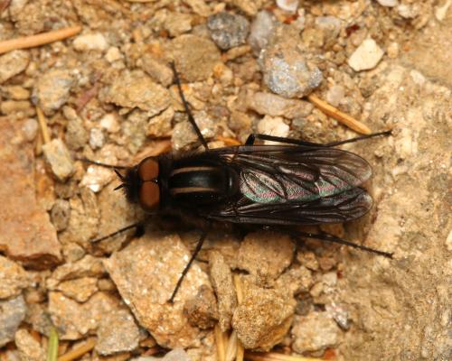 Réf. 122 663 : Thereva albovittata