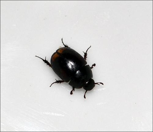 Réf. 122 943 : Sphaeridium sp.