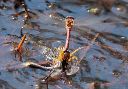 Dolomedes sp.