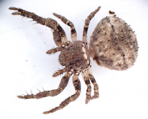 Réf. 122 423 : Ozyptila scabricula