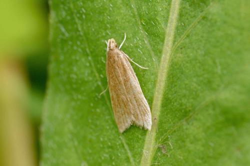 Réf. 122 826 : Helcystogramma rufescens