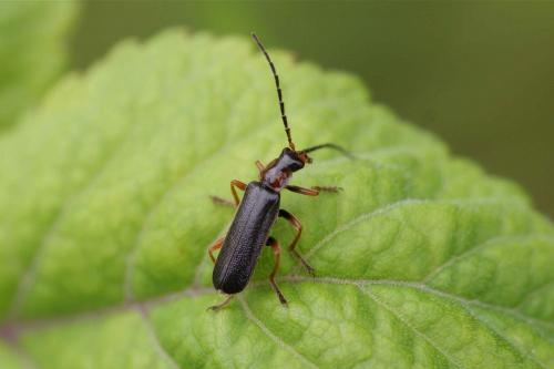 Cantharis flavilabris