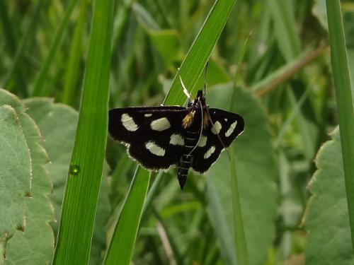 Réf. 122 705 : Anania funebris