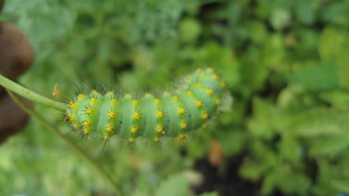 Saturnia pavoniella