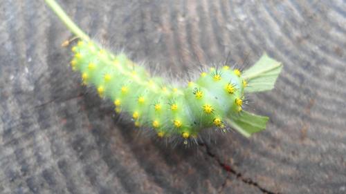 Saturnia pavoniella