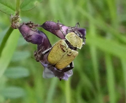 Réf. 122 709 : Hoplia argentea