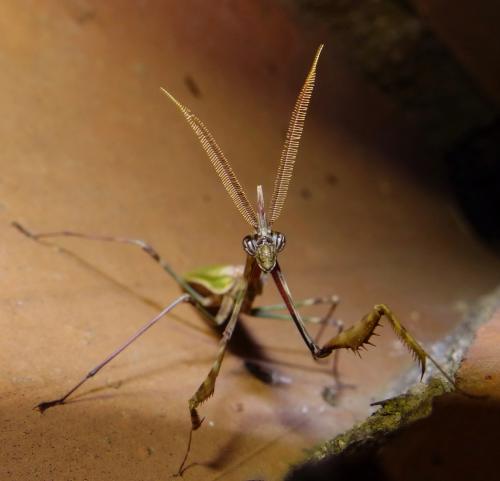 Réf. 122 330 : Empusa pennata