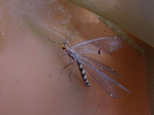 Réf. 122 091 : Megistopus flavicornis