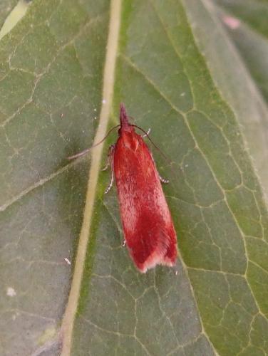 Dichomeris ustalella