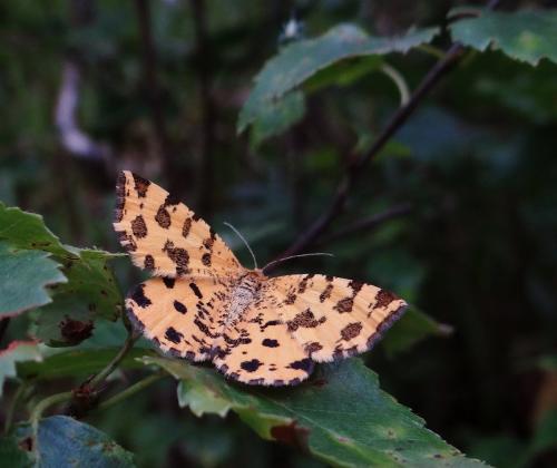 Réf. 122 176 : Pseudopanthera macularia