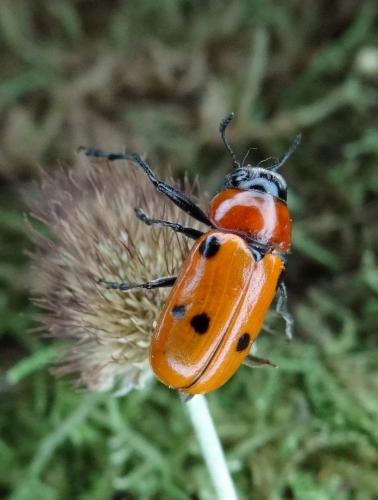 Tituboea sexmaculata