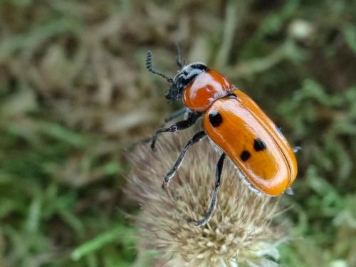 Tituboea sexmaculata