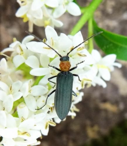 Ischnomera sanguinicollis