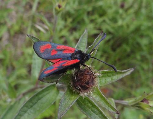 Zygaena loti
