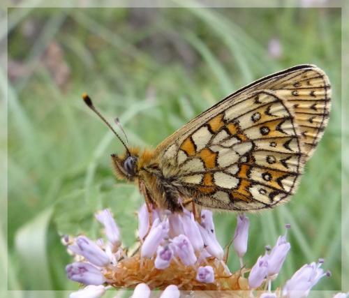 Boloria eunomia