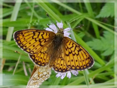 Boloria eunomia